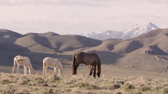View overlooking rolling hills with wild horses in the foreground alt