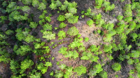 Treetops in Sunny Weather Aerial View of Coniferous Forest in Spring Green Trees on the Hill alt