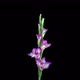 Time-lapse of opening pink gladiolus flower - VideoHive Item for Sale