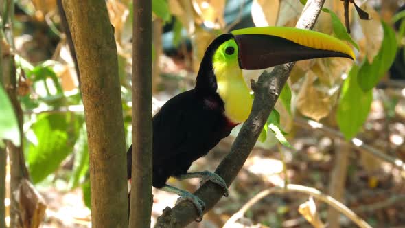 Yellow-throated Toucan on a Branch in the Rainforest