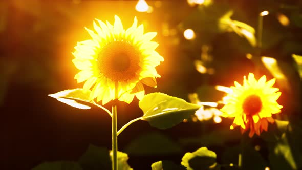 Many Bright Yellow Big Sunflowers in Plantation Fields on Evening Sunset alt