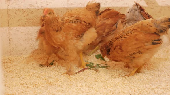 Small Chickens in Chicken Coop on Litter of Sawdust Wooden Farm