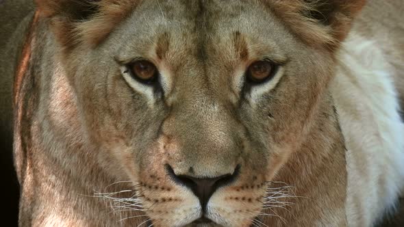 Asian lioness looking at the camera.