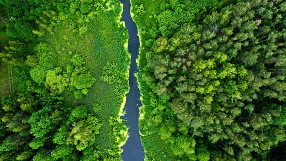 Top view of beautiful green forest and blue river alt
