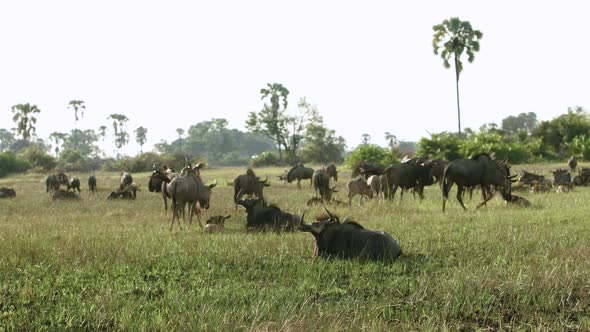A herd of Gnu in Botswana, Africa. alt