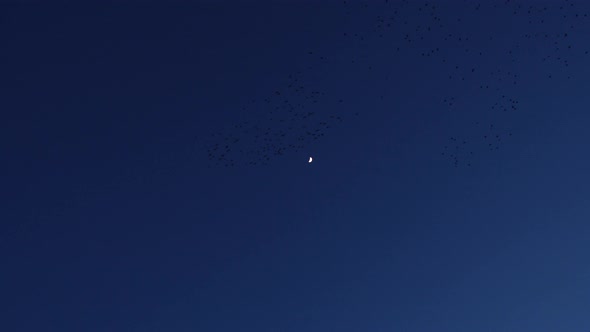 Starlings Dance In Front Of A Crescent Moon During Murmuration At Dusk alt
