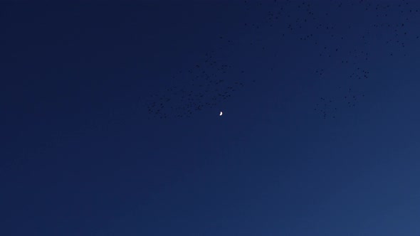 Starlings Dance In Front Of A Crescent Moon During Murmuration At Dusk