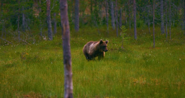 Young Brown Bear Walking Free in the Forest Looking for Food