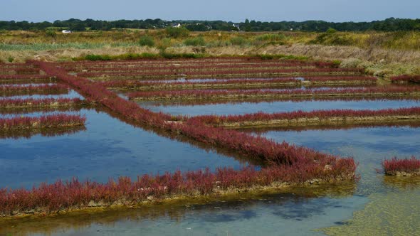 Salicorne salt marsh, Guerande,Loire Atlantique,France alt
