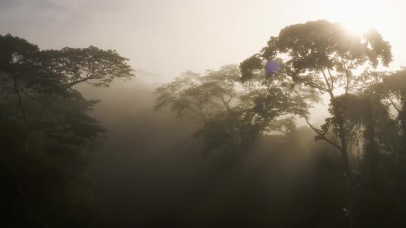 Aerial Drone View of Costa Rica Rainforest Canopy in Mist, Beautiful Misty Tropical Jungle Trees and alt