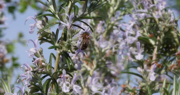 |European Honey Bee, apis mellifera, Bee foraging a Rosemary Flower, Pollination Act, Normandy alt