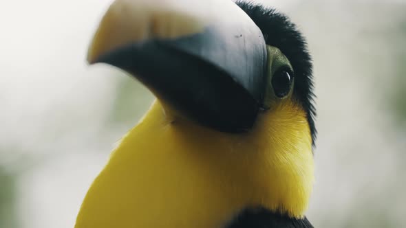 Extreme Closeup Of Yellow-throated Toucan Looking Around In Its Habitat. alt