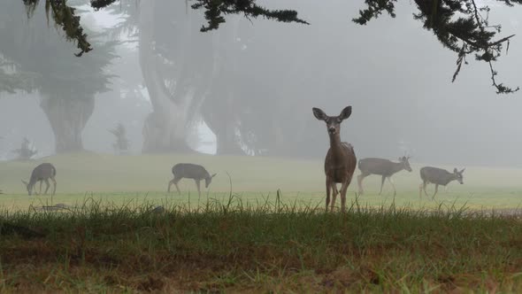 Wild Deer Defecating or Peeing Foggy Forest