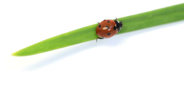 Ladybug on Green Blade of Grass