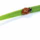 Ladybug on Green Blade of Grass - VideoHive Item for Sale