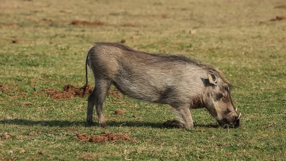 Warthog Feeding On Green Grass alt