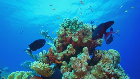 Underwater Reef Coral Scene