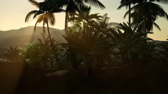 Coco Palm Trees Tropical Landscape alt