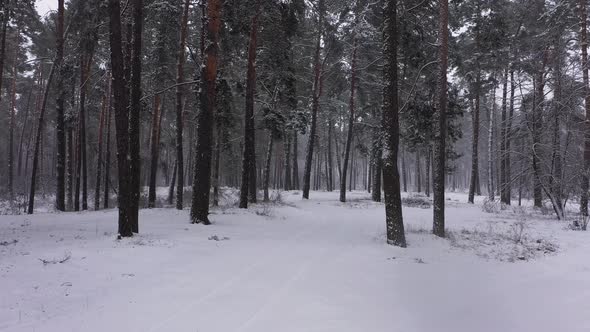Winter Forest First-Person Aerial View
