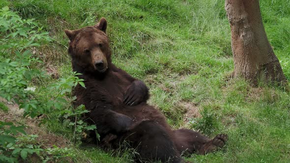 Resting brown bear (Ursus arctos) in the forest