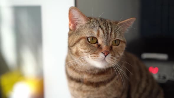 Red Tabby Scottish Cat Hissing