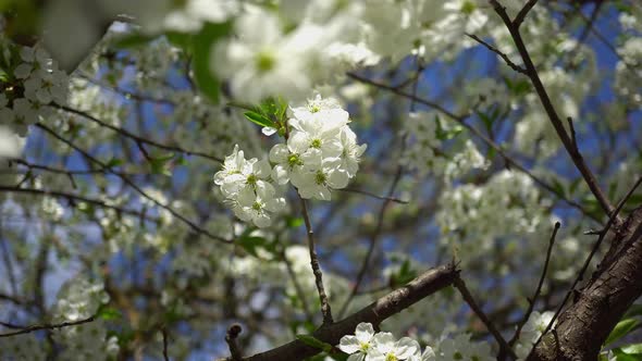 Spring Flowering Cherries 2 alt