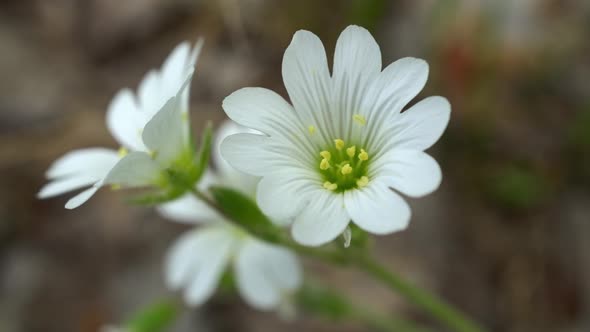 White Flowers In The Forest alt
