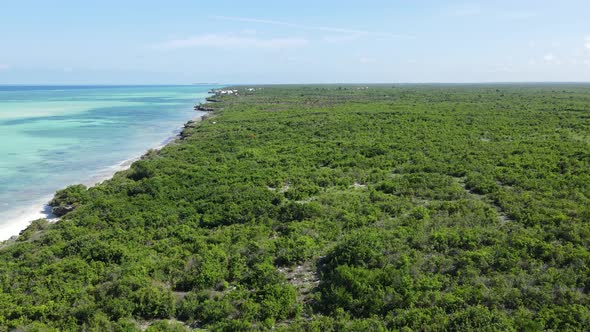Thickets on the Coast of the Island of Zanzibar Tanzania Slow Motion alt