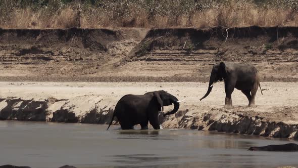 Angry Elephants Fighting in the River Shore