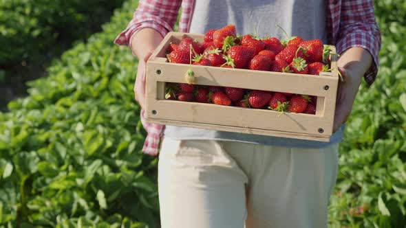 A Woman Carries a Full Box of Ripe Strawberries, Closeup