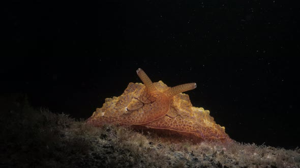 Marine research scuba divers observes a nocturnal sea slug lit up by a underwater light. Marine scie alt