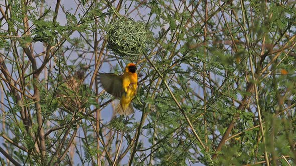 980331 Northern Masked Weaver, ploceus taeniopterus, Male standing on Nest, in flight, Flapping wing alt