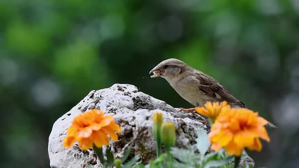 Sparrow bird eating in nature