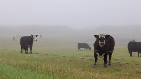 a Herd of black and brown cows on a green Saskatchewan prairie field, during a misty, foggy morning. alt