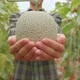 Asian Farmer Holding Melon And Show To The Camera In Green House Of Melon Farm - VideoHive Item for Sale