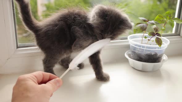 The Little Gray Kitten is Played with a White Pen on the Windowsill
