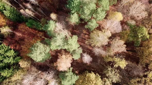 Aerial Drone Footage of Colorful Autumn Trees in Forest.