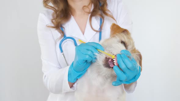 The doctor cleans the teeth of the Jack Russell Terrier from dirt and plaque. Open mouth of a dog alt