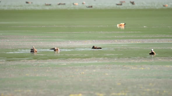 Wild Ruddy Shelduck Bird Family With Parents and Young Cubs in Natural Lake alt