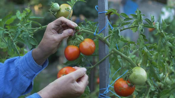 Picking Tomato alt
