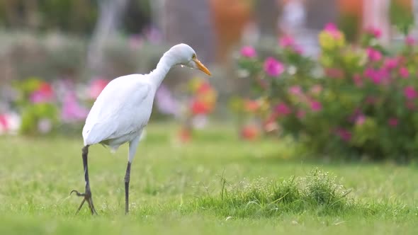 White Cattle Egret Wild Bird Also Known As Bubulcus Ibis Walking on Green Lawn in Summer alt