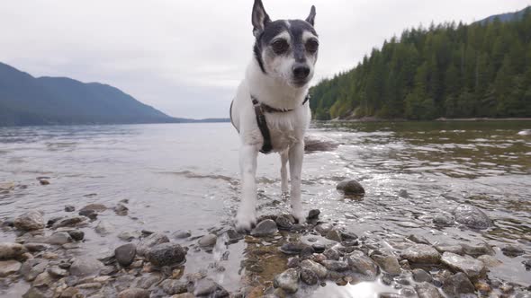 Cute Dog Toy Fox Terrier Playing in Canadian Lake alt