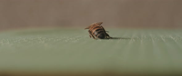 A bee crawling away