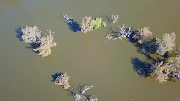 Vertical aerial view of inundated trees in the swollen floodplains of the Mitta Mitta River near whe alt