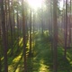 Sunrise in Natural Forest - VideoHive Item for Sale
