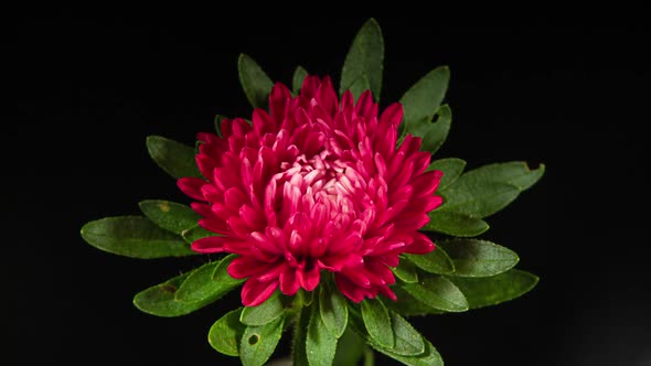 Red Aster Flower Moving Petals While Blooming in Time Lapse on a Black Background alt