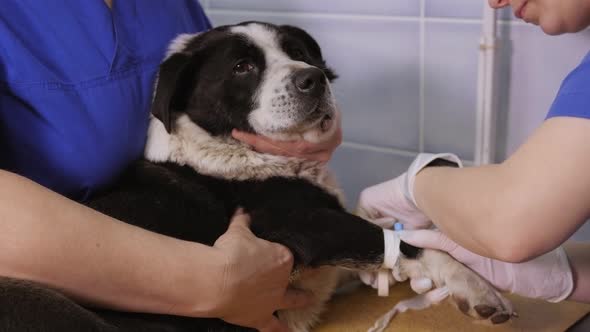 A Veterinarian Installs an Intravenous Catheter for a Dog in a Vet Clinic alt