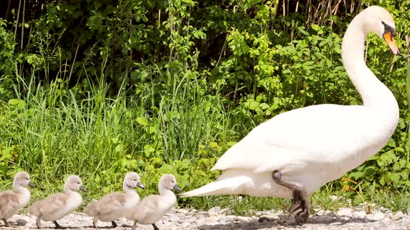 a mother swan leads her cute offspring over and they follow her in a row alt