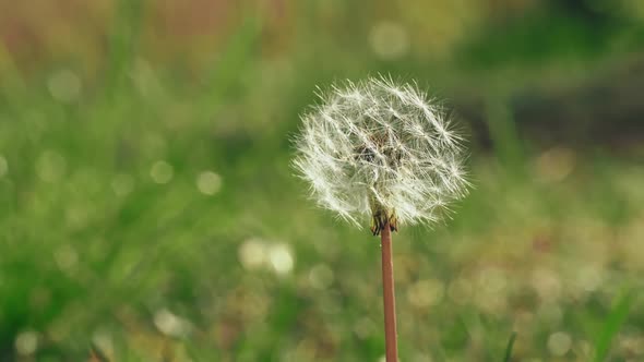 One Dandelion Among the Spring Forest is Preparing to Shed Its Seeds alt