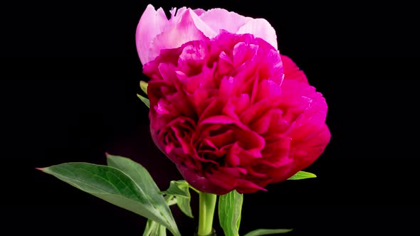 Time Lapse of Opening Beautiful Red Peony Flowers alt